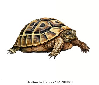 Balkan Turtle (Testudo Hermanni), Realistic Drawing, Illustration For The Encyclopedia Of Animals Of Southern Europe, Isolated Image On A White Background