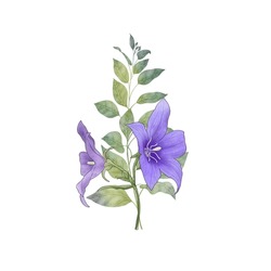 Balloon Flowers Green Leaf Bouquet Isolated On White. Blue Star Flower Clipart. Platycodon Flower Watercolor Botanical Illustration. Wildflowers Blossom Summer Arrangement