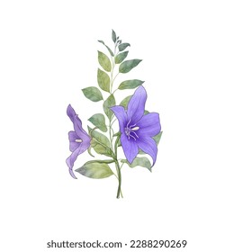 Balloon flowers green leaf bouquet isolated white  Blue star flower clipart  Platycodon flower watercolor botanical illustration  Wildflowers blossom summer arrangement