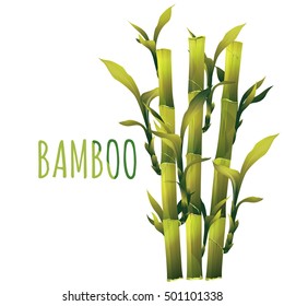 Bamboo Illustration Stock Illustration 501101338 | Shutterstock