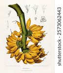 Banana (c.1885) chromolithograph by P. Depannemaeker. Vintage botanical plant art drawing illustration, old painting art print. Vintage bananas botanical artwork illustration.