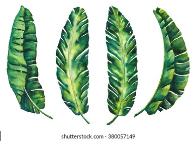 Banana Leaves Tropical Exotic Leaf  Watercolor For Your Created Design Wallpaper Vintage Hawaii Style Isolated On White Background Illustration 