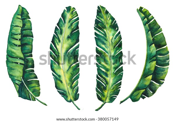 白い背景イラストにバナナの葉の熱帯のエキゾチックな葉の水色を使用して デザインの壁紙ビンテージハワイスタイルを作成 のイラスト素材