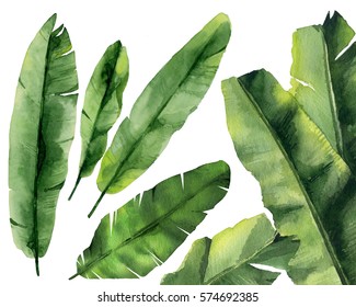 Banana Leaves. Watercolor Illustration On White. 