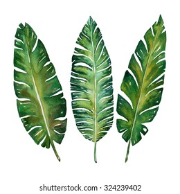  Banana Leaves Watercolor  Plant Botanic Painting On White Background, Vector Illustration