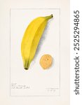 Banana (Musa) (1907) by Deborah Griscom Passmore. Vintage banana watercolor painting art illustration, old banana botanical and banana fruits watercolor art print.