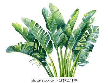 Banana Palm, Palm Leaves, Hand Drawing, Watercolor Botanical Painting