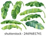 Banana palm leaves set, watercolor illustrations tropical palm leaves isolated on white background branch green leaf