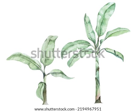 Banana palms tree on isolated white background, watercolor.Tropical leaves, dense jungle.Banner with tropic summertime.Banana tree with clipping paths