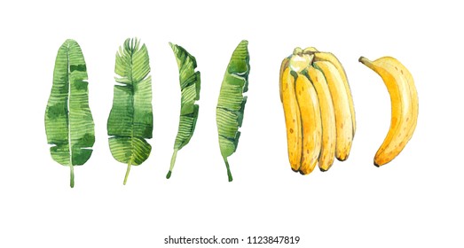 Bananas And Banana Leaves Watercolor On The White Background