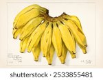 Bananas (Musa) (1907) by Amada Almira Newton. Vintage banana tropical fruit watercolor illustration, art drawing, old watercolor illustration, banana tropical fruit art print.