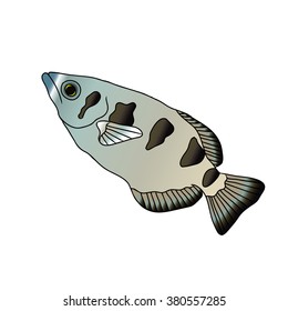 Banded Archerfish