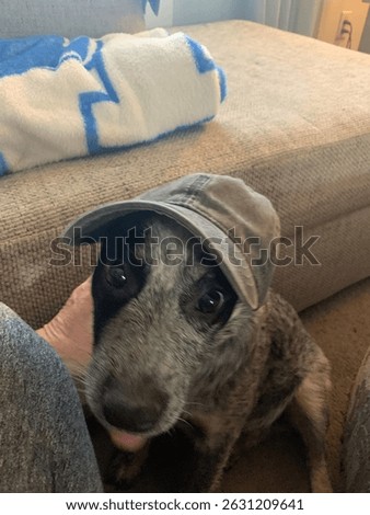 Bandit posing with his hat.