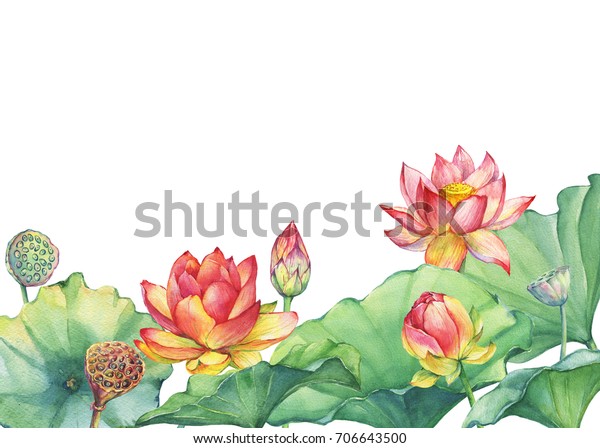 ピンクのエジプトのハスの花と葉の境界 種子の頭 つぼみ ウォーターリリー 白い背景に水彩手描きのイラスト のイラスト素材
