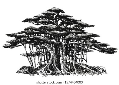 Banyan Tree Aerial Roots Bonsai Forestlong Stock Illustration 1574434003