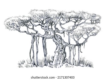 Banyan Tree Drawing, Illustration To Help The Designer.