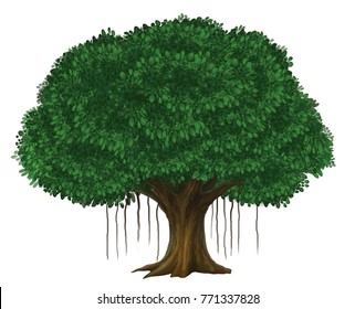 Banyan tree illustration