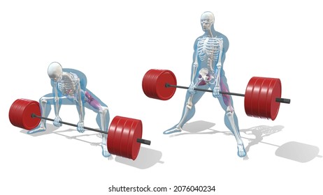 The Barbell Sumo Deadlift Gym Exercise Form And Technique (3D Illustration Of The Quad And Glute Muscles)