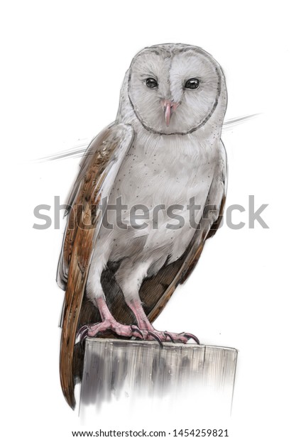 barn owl pencil drawing