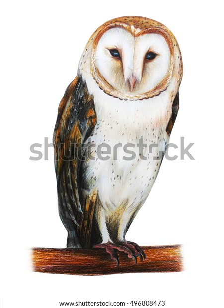 Barn Owl Drawing Tyto Alba Stock Illustration 496808473