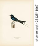 Barn Swallow male (Chelidon rustica) illustrated by the von Wright brothers. 