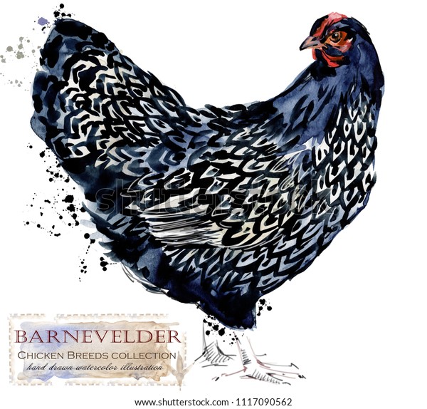 バーネベルダーの鶏 養鶏 鶏はシリーズを繁殖する 家庭用の鳥の水彩イラスト のイラスト素材