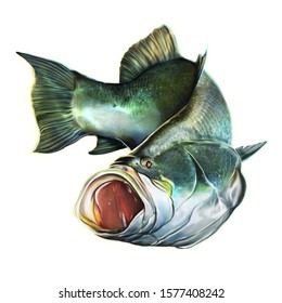 Barramundi Fish Illustration For Sports Fishing