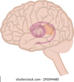 Basal Ganglia