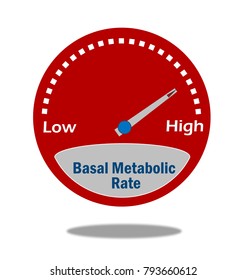 Basal Metabolic Rate Indicator