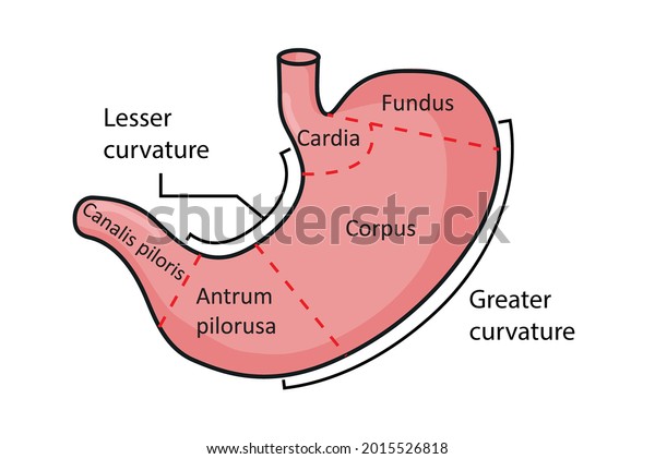 Basic anatomical\
structure of the\
stomach