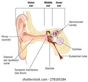 Basic anatomy of the ear, from the outer ear to the inner ear, showing the pinna, EAM, cochlea and eustachian tube. Created in Adobe Illustrator.  Contains transparencies.  EPS 10.