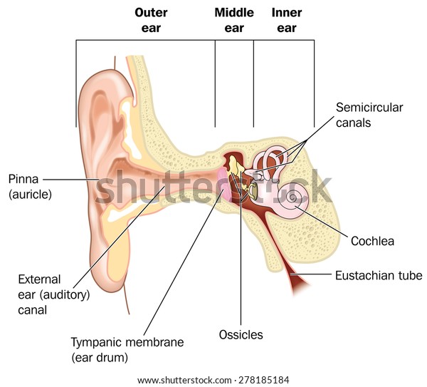 Basic\
anatomy of the ear, from the outer ear to the inner ear, showing\
the pinna, EAM, cochlea and eustachian tube. Created in Adobe\
Illustrator.  Contains transparencies.  EPS\
10.
