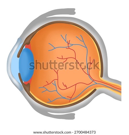 Basic Human Eye Anatomy Diagram, Healthy Eyeball Cross Section