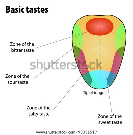Basic Tongue Diagram Great Installation Of Wiring Diagram