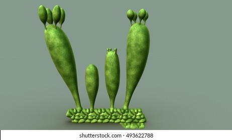 Basidiospores 3d Illustration