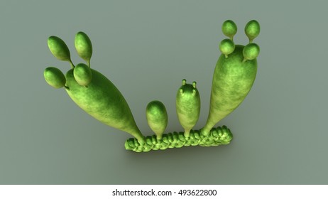 Basidiospores 3d Illustration