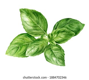 Basil Fresh Sprig Watercolor Illustration Isolated On White Background