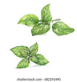 Basil , Sweet Genovese basil and Thai Basil. Watercolor painting isolated on white background. 
