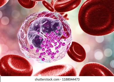 Basophil, a white blood cell, 3D illustration. Basophils are granulocytes taking part in inflammatory reactions and allergic diseases