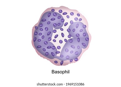 3,139 Basophil Images, Stock Photos & Vectors | Shutterstock