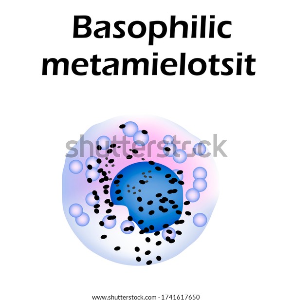 Basophils structure. Basophils blood cells.\
Metamyelocytes. White blood cells. leukocytes. Infographics.\
illustration on isolated\
background.