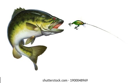 Bass fish jumps out of water isolate realistic illustration. Bass hunts for the golden wobbler bait. perch fishing in the usa on a river or lake at the weekend.