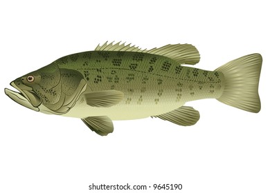 Bass - Micropterus Salmoides (lat.)