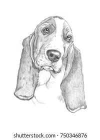 Basset Hound Pencil Stock Illustration 750346876 | Shutterstock