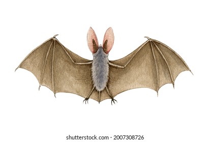 Bat animal watercolor illustration  Hand drawn wild scary animal and leather wings  Wildlife spooky halloween element  Brown bat and big ears  White background