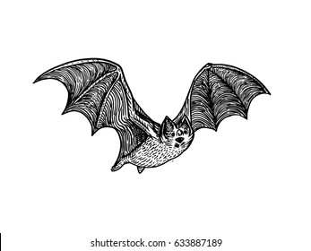 Bat engraving raster illustration. Scratch board style imitation. Hand drawn image.