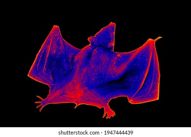 A bat flying in the black night space. Scanning the animal's body temperature with a thermal imager. Concept of the source and danger of coronavirus diseases