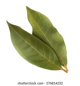 Bay Leaf Illustration