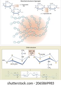BBiochemistry. Biomolecules. Polysaccharides. Complex sugars. Three-dimensional structure of chitin and glycogen.iochemistry. Biomolecules. Complex sugars. Polysaccharides:
