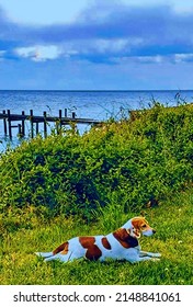 Beagle Dog Lying In Grass Near Chesapeake Bay, Illustration 